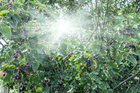 ServiceBerry（Amelanchier Alnifolia）“width=