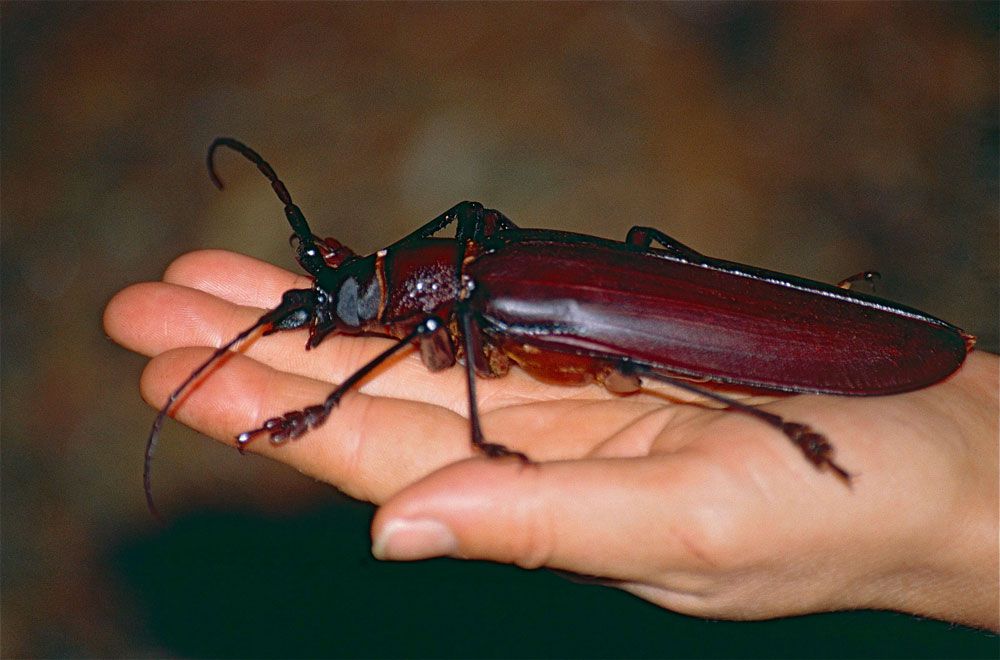 一只棕色的泰坦甲虫躺在某人的手掌上
