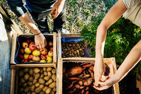 城市的农民组织成箱的水果和蔬菜装上卡车