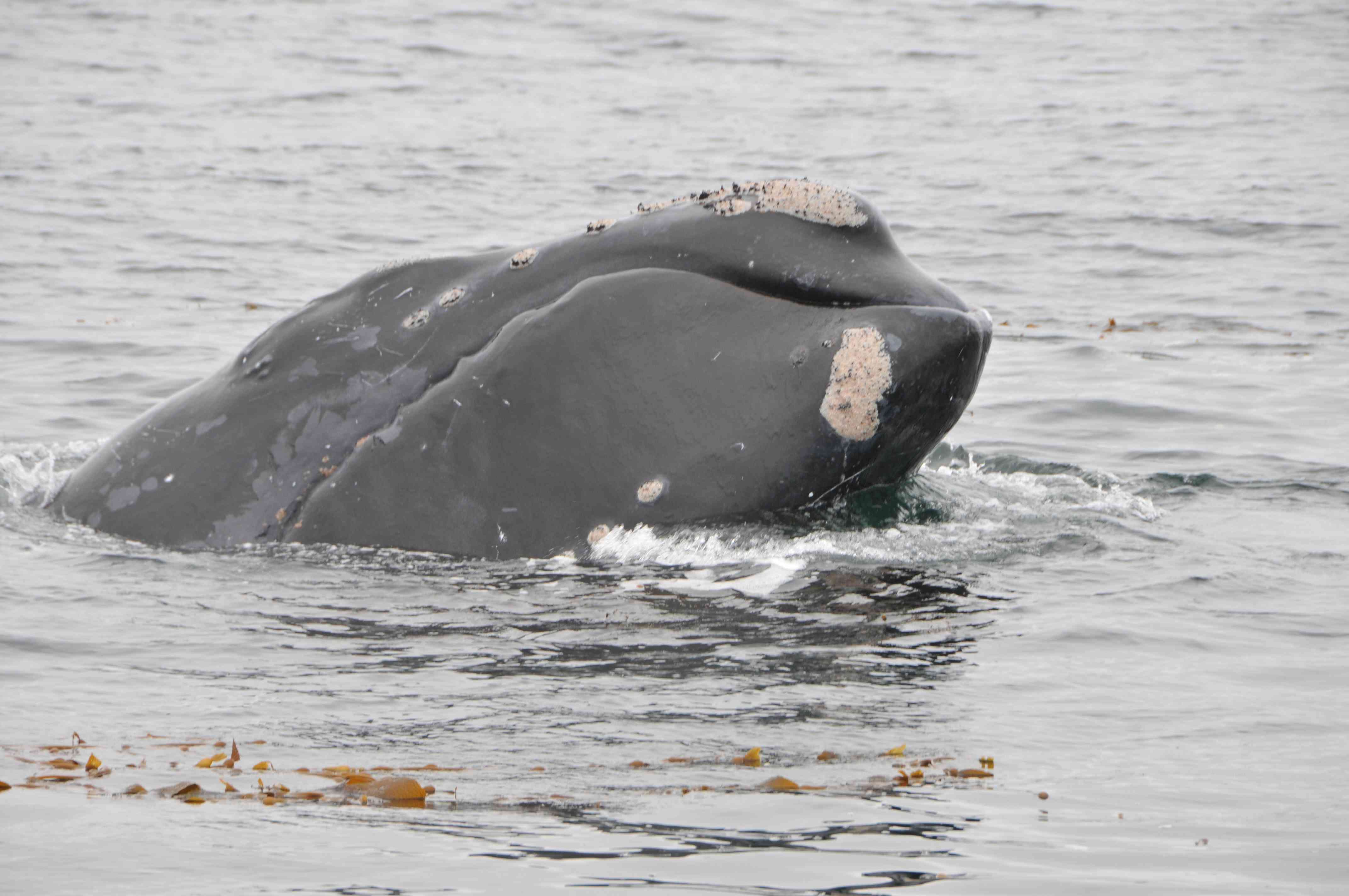 一条浮出水面的灰色北太平洋露脊鲸＂width=