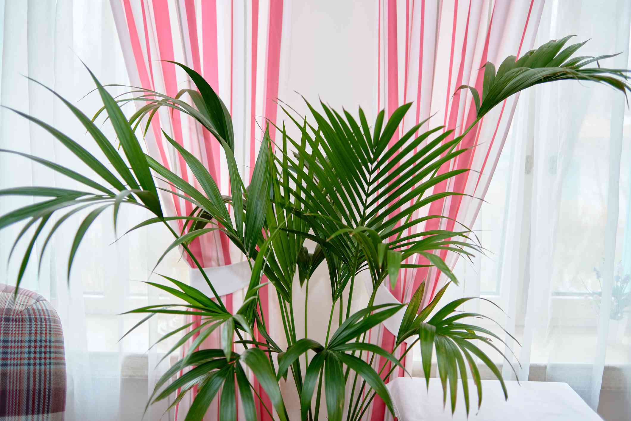 大型槟榔棕榈室内植物陈列在带有条纹窗帘的窗户附近＂width=
