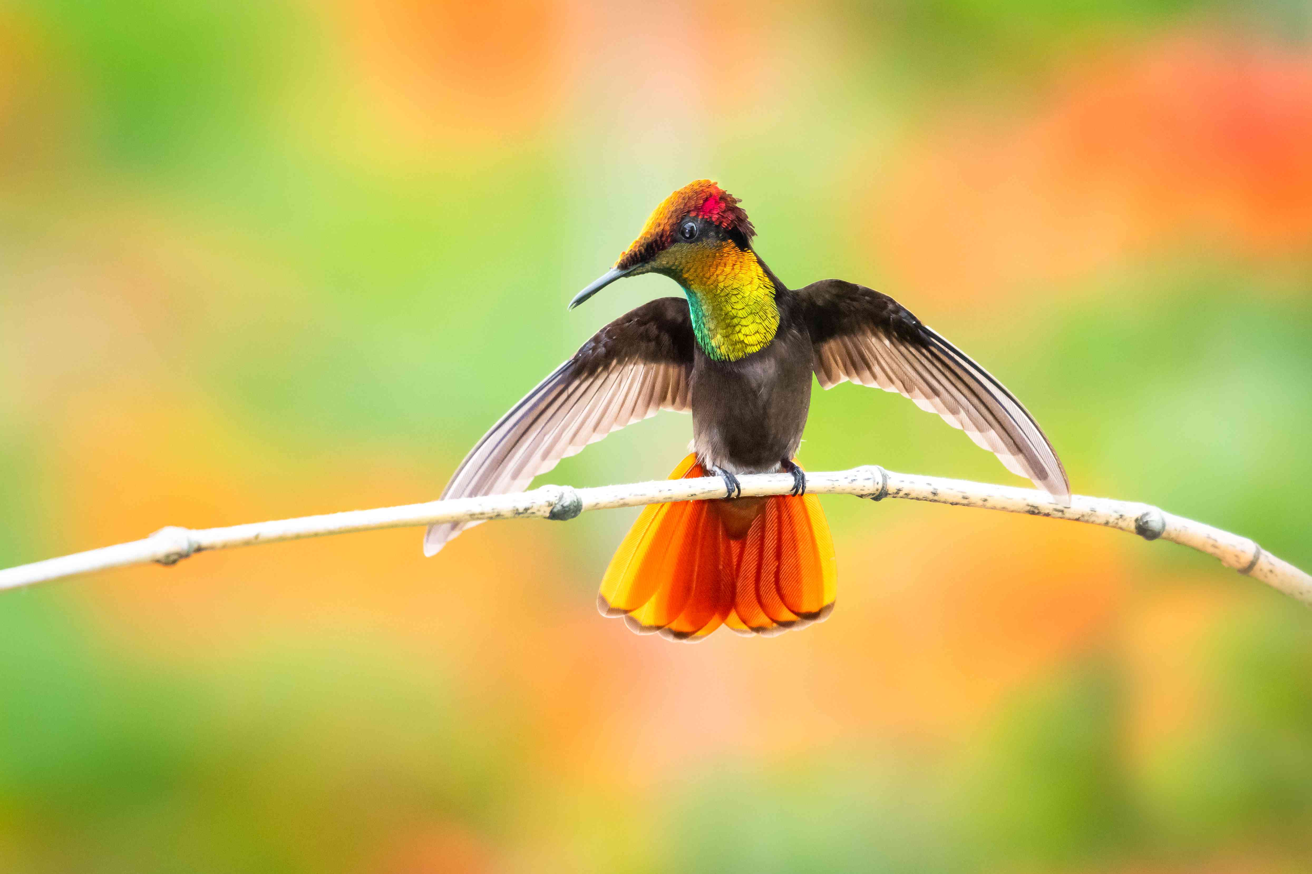 红宝石黄玉蜂鸟与翅膀展开在树枝上＂width=