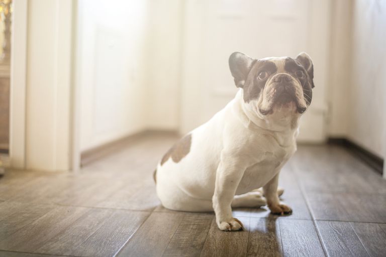 法国斗牛犬在房子里看起来很内疚