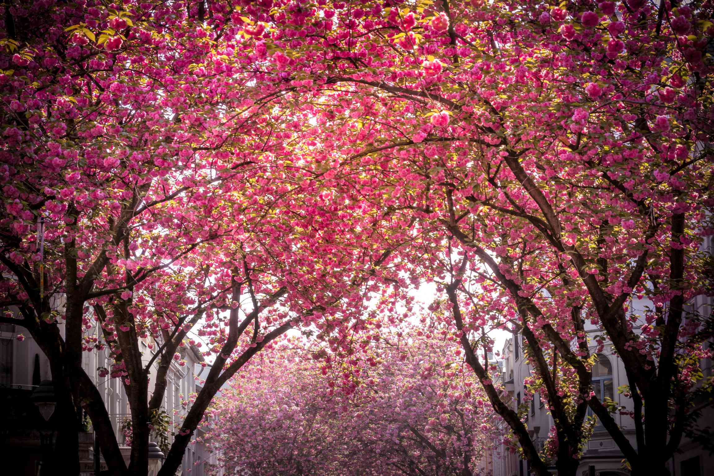 在德国波恩的一条住宅街上的全粉红色盛开的高大，全樱桃花