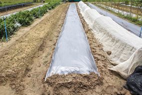 在蔬菜园里安装新的塑料布除草屏障＂width=