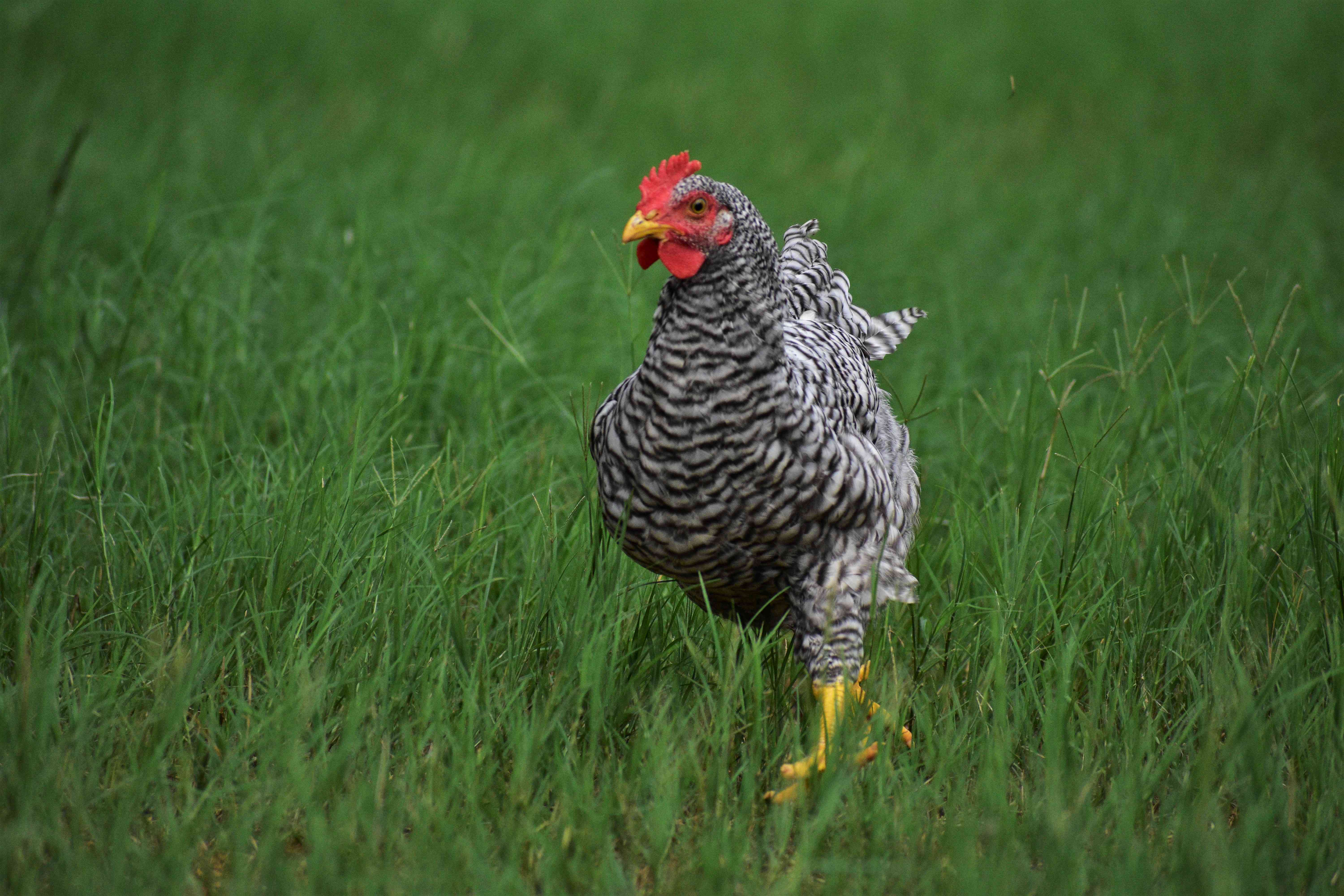 一只普利茅斯岩鸡在田野里奔跑。