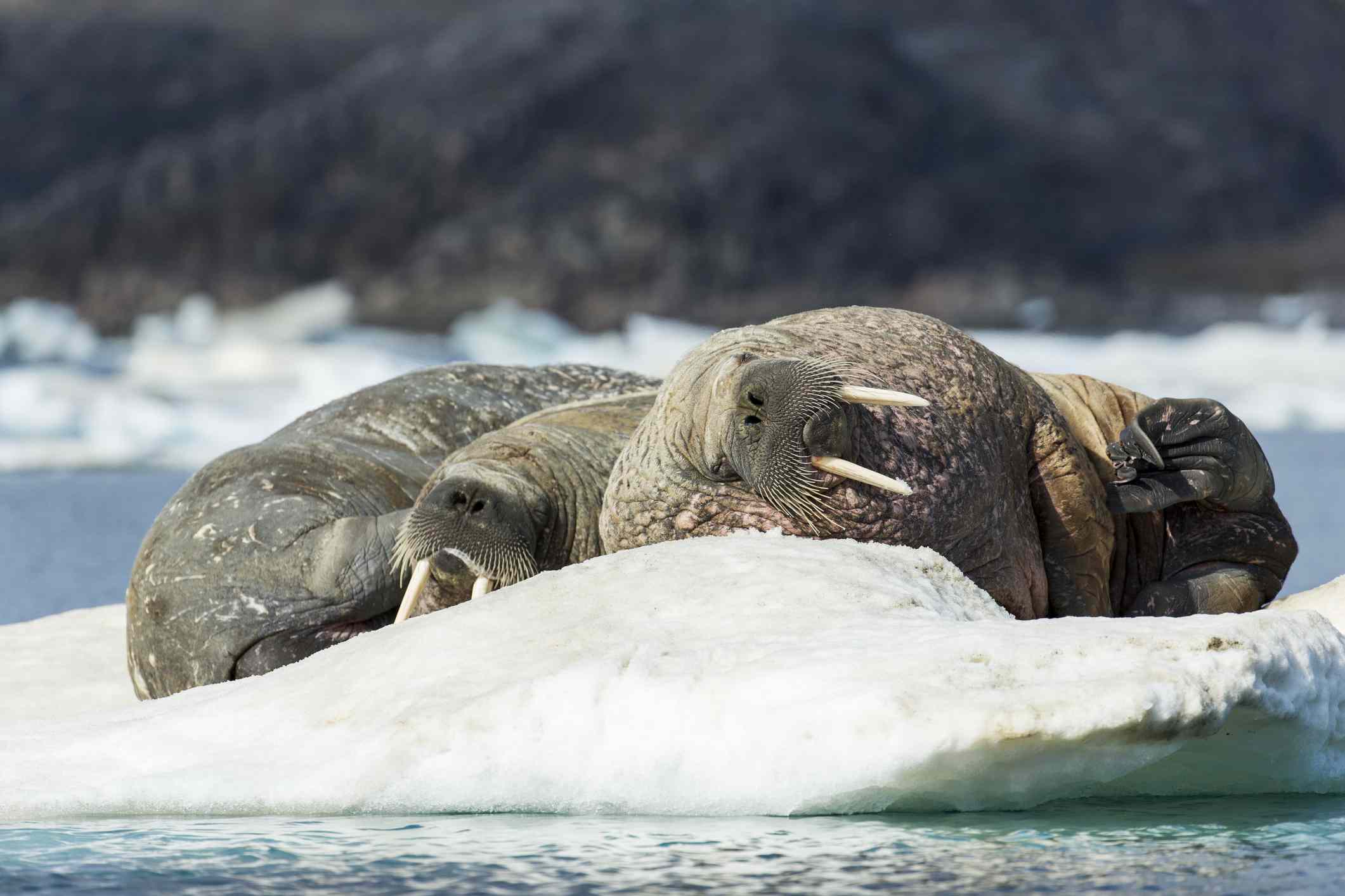 三只海象挤在水中的冰床上睡觉