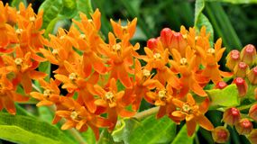 接近生动的橙色蝴蝶杂草花Asclepias Tuberosa