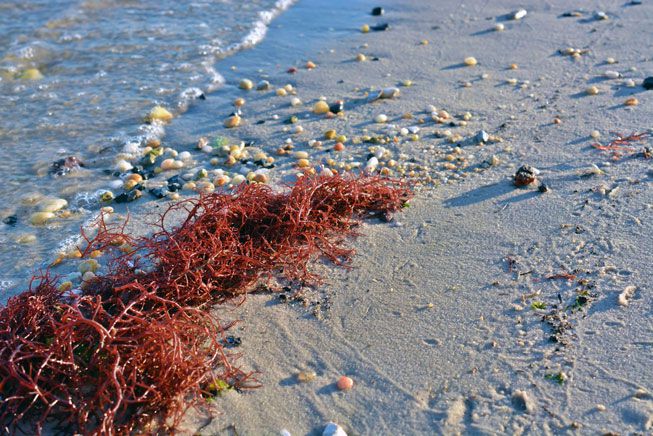 红色的海草被冲上海岸
