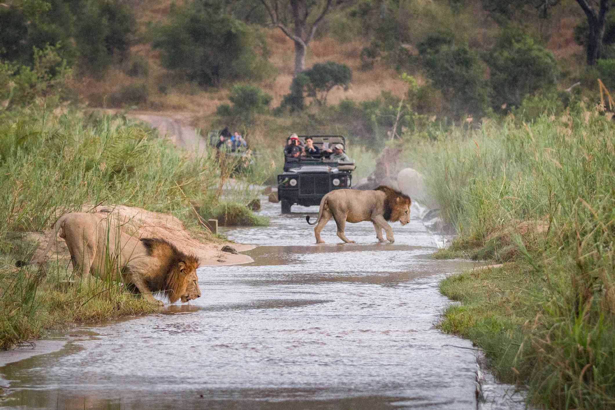 两头雄狮，美洲豹，走过一条浅浅的河，一只蹲着喝水，背景是两辆载着人的猎车＂width=