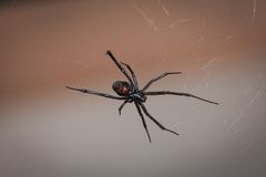 黑色寡妇蜘蛛在网络中，腹部红色沙漏形状
