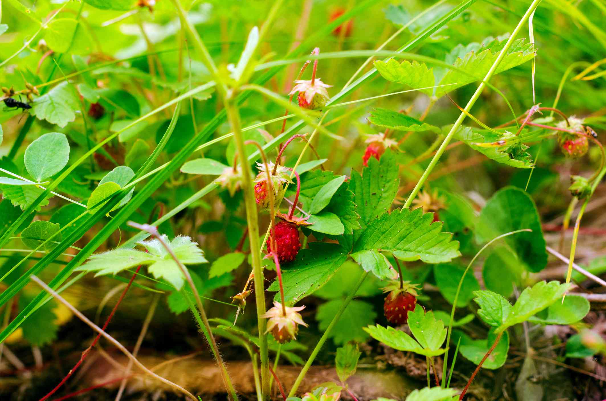 野草莓(Fragaria vesca)＂width=