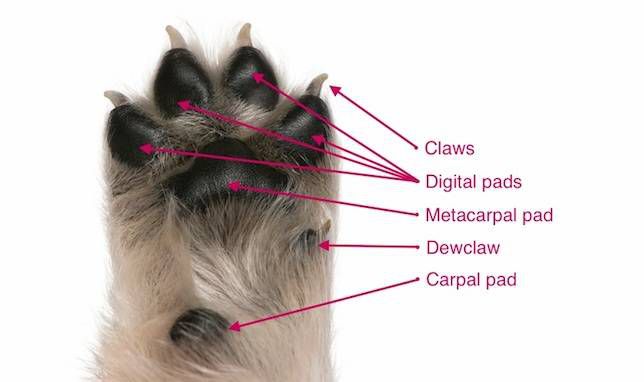 犬爪标注部分:爪，指垫，掌骨垫，露爪，腕垫＂width=