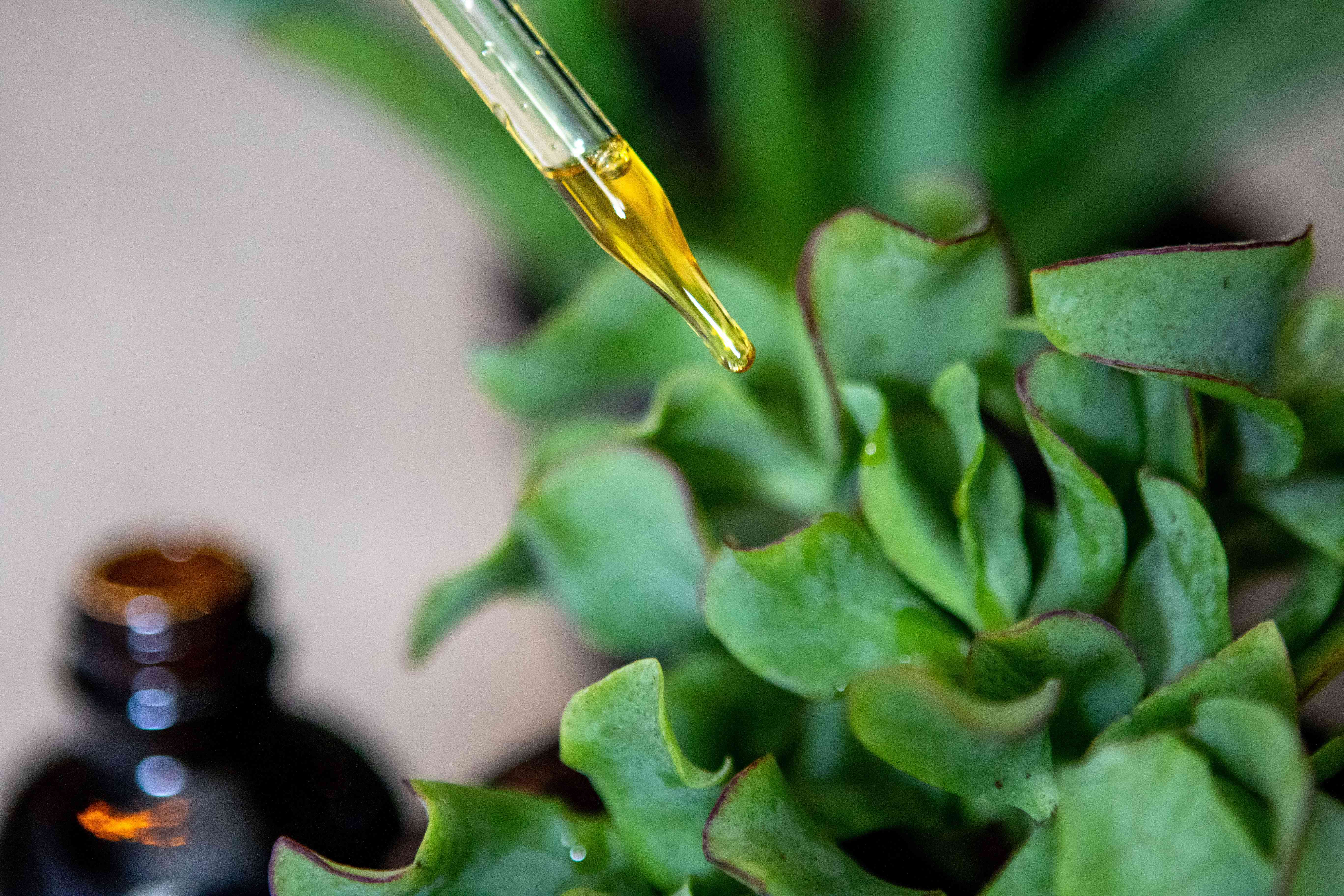 楝油滴管添加到绿色花冠肉质植物防止害虫