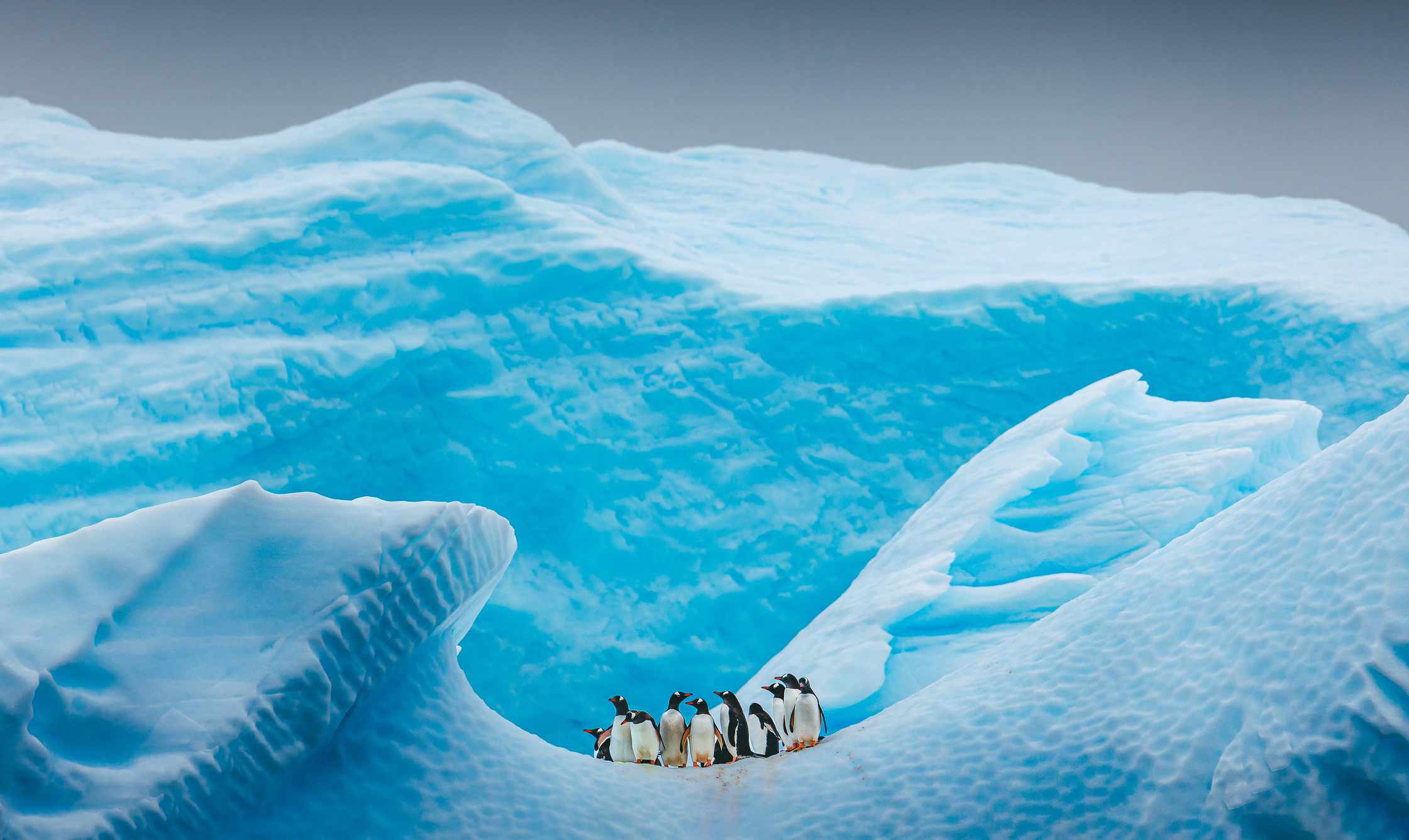 南极洲冰山上的一群企鹅＂width=