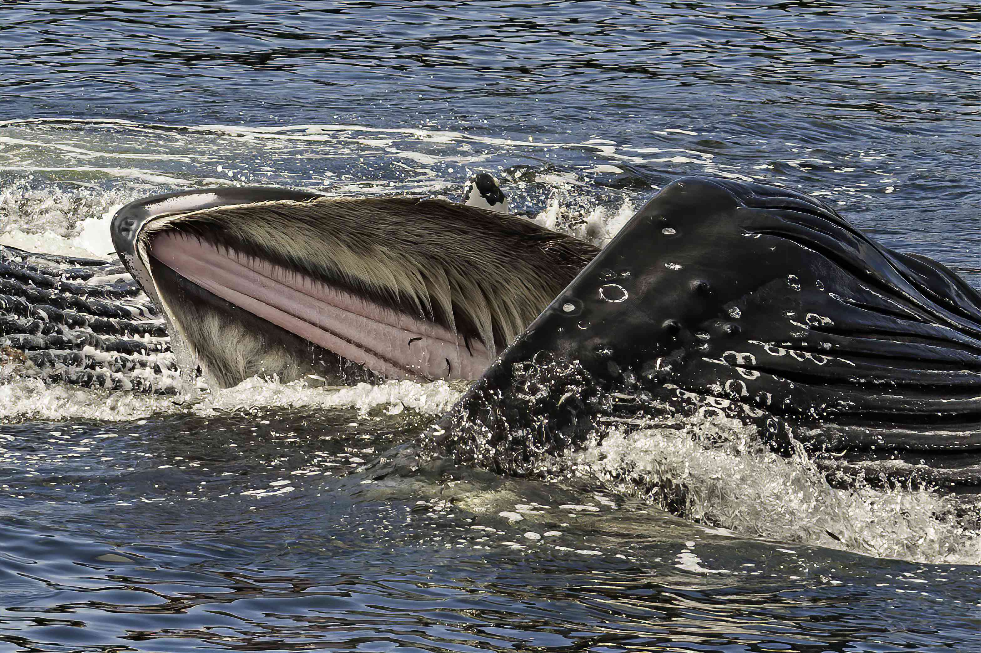 加拿大哥伦比亚邦克鲸的座头鲸的Baleen