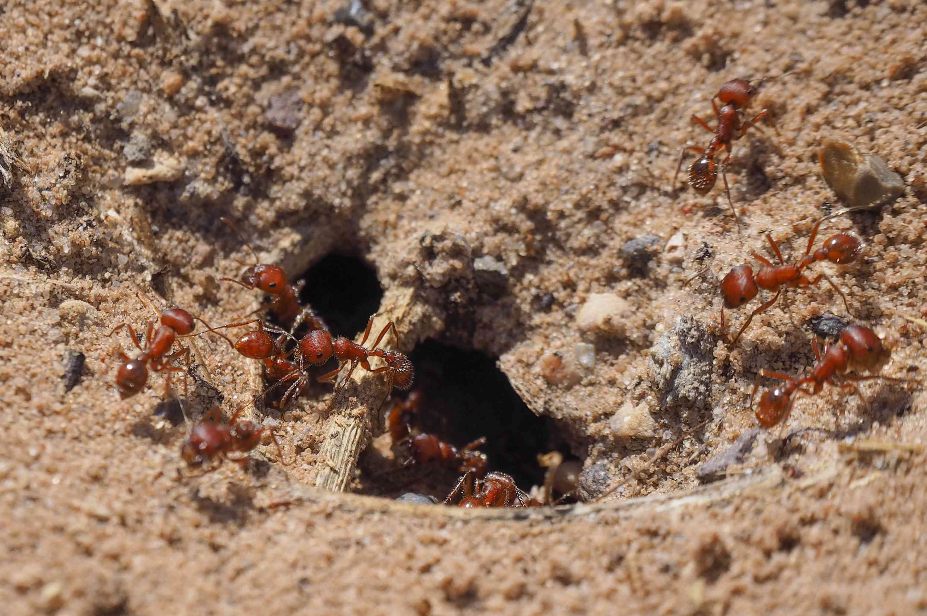 红蚂蚁在地下蚁巢里爬进爬出的特写镜头(美国加利福尼亚州)＂width=