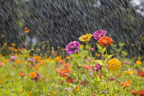 夏天的雨中的花园里装满了五颜六色的花朵