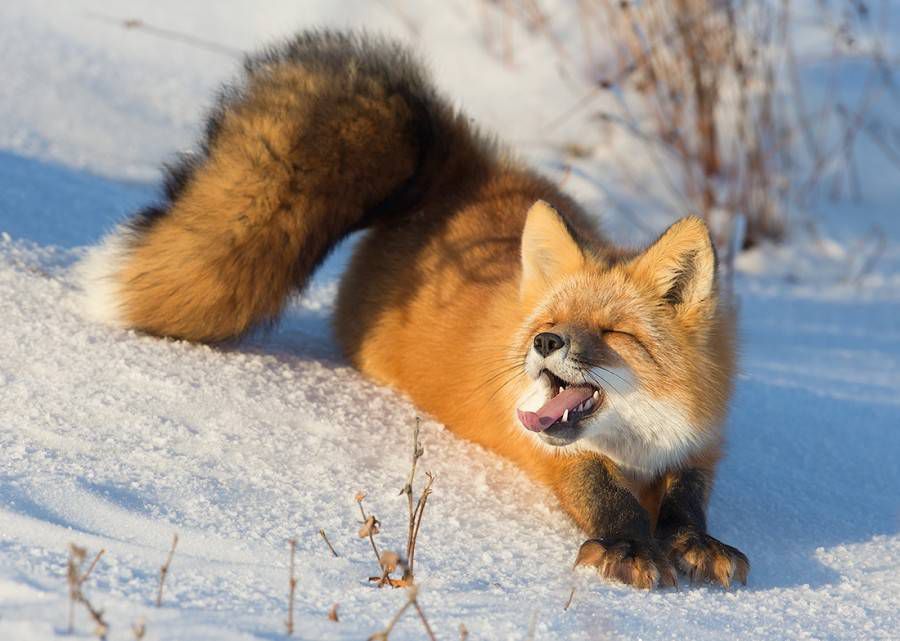 红狐狸打哈欠