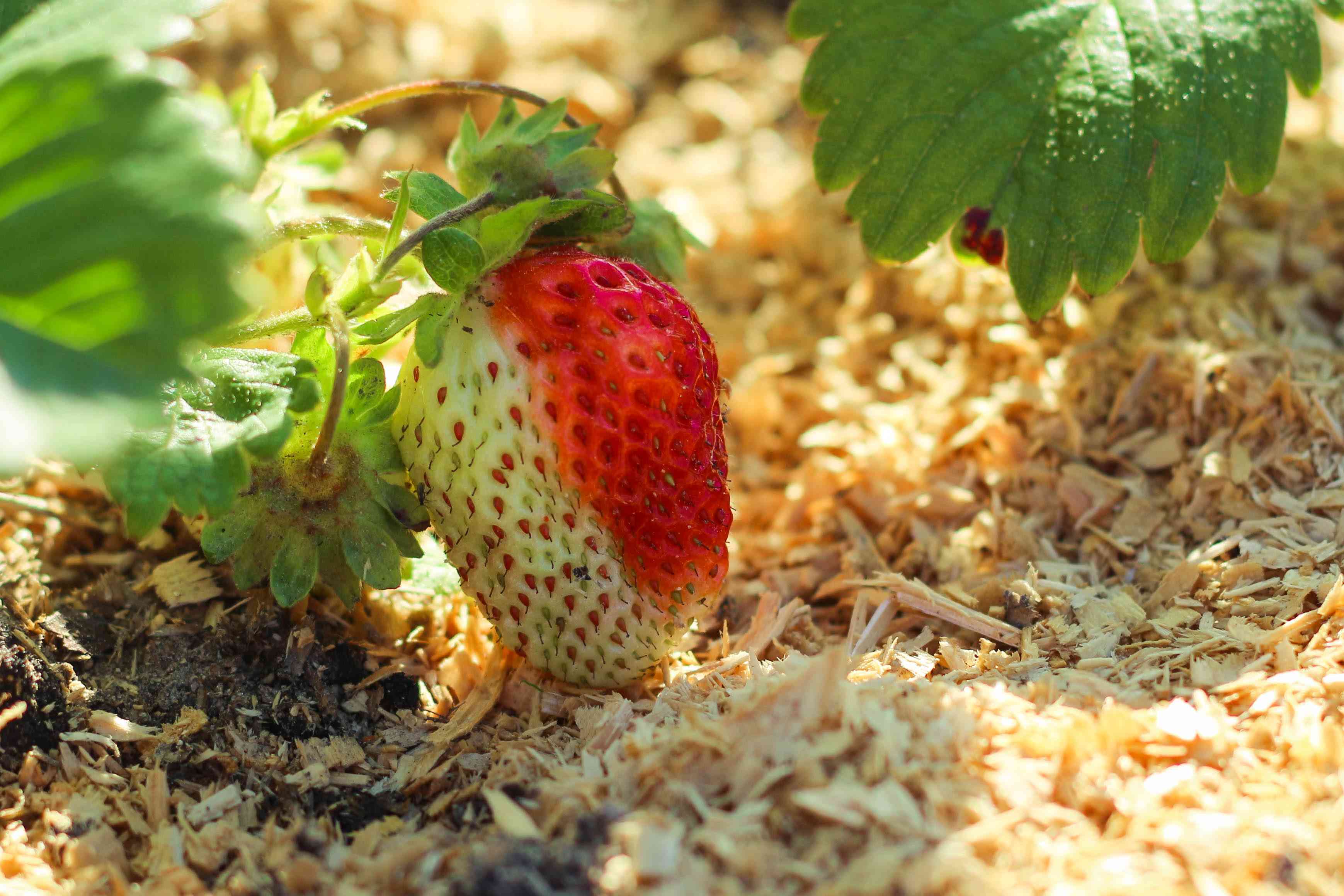 农业产业。年轻的草莓灌木。花园里年轻的绿草莓。