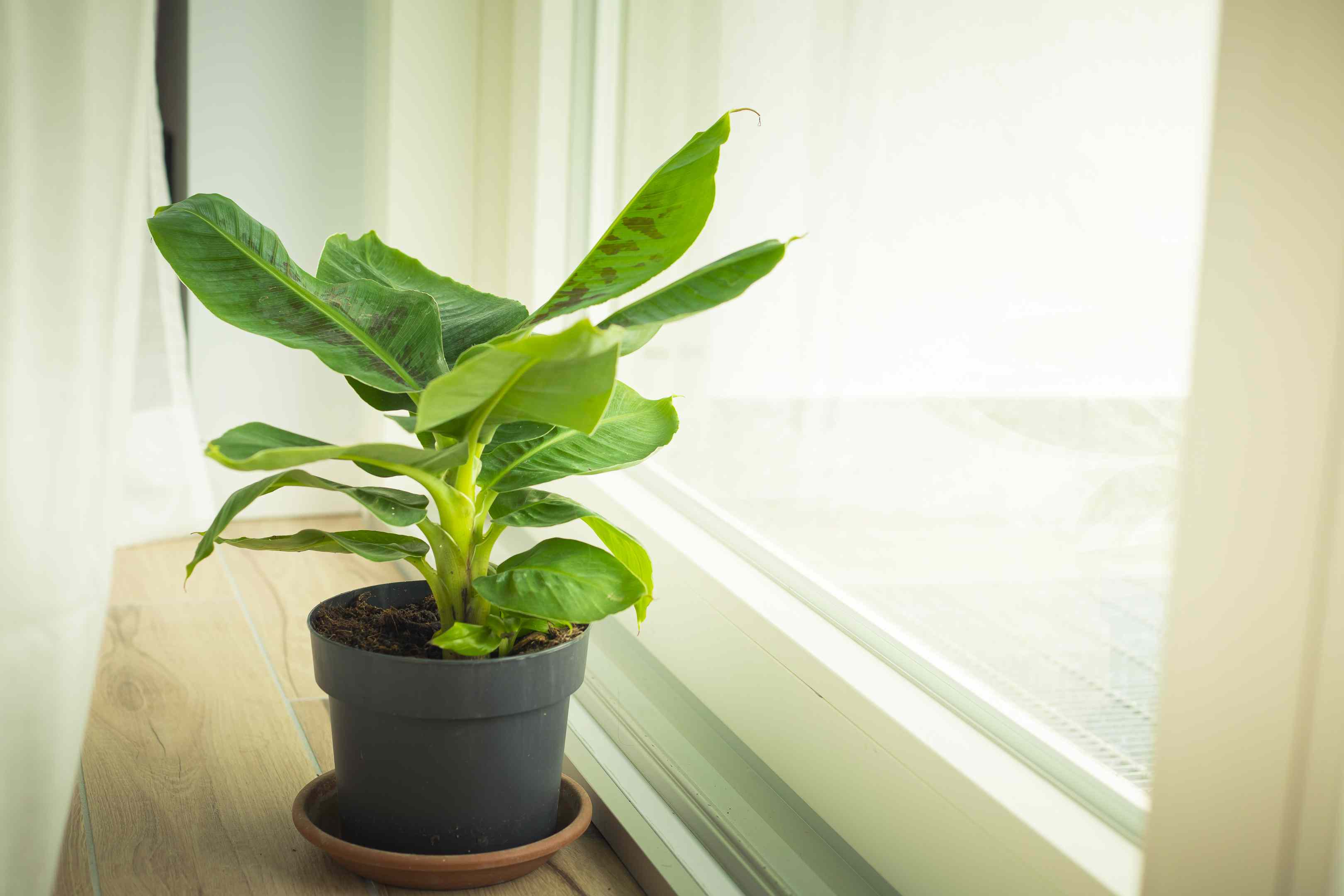 矮小的香蕉植物在窗口＂width=