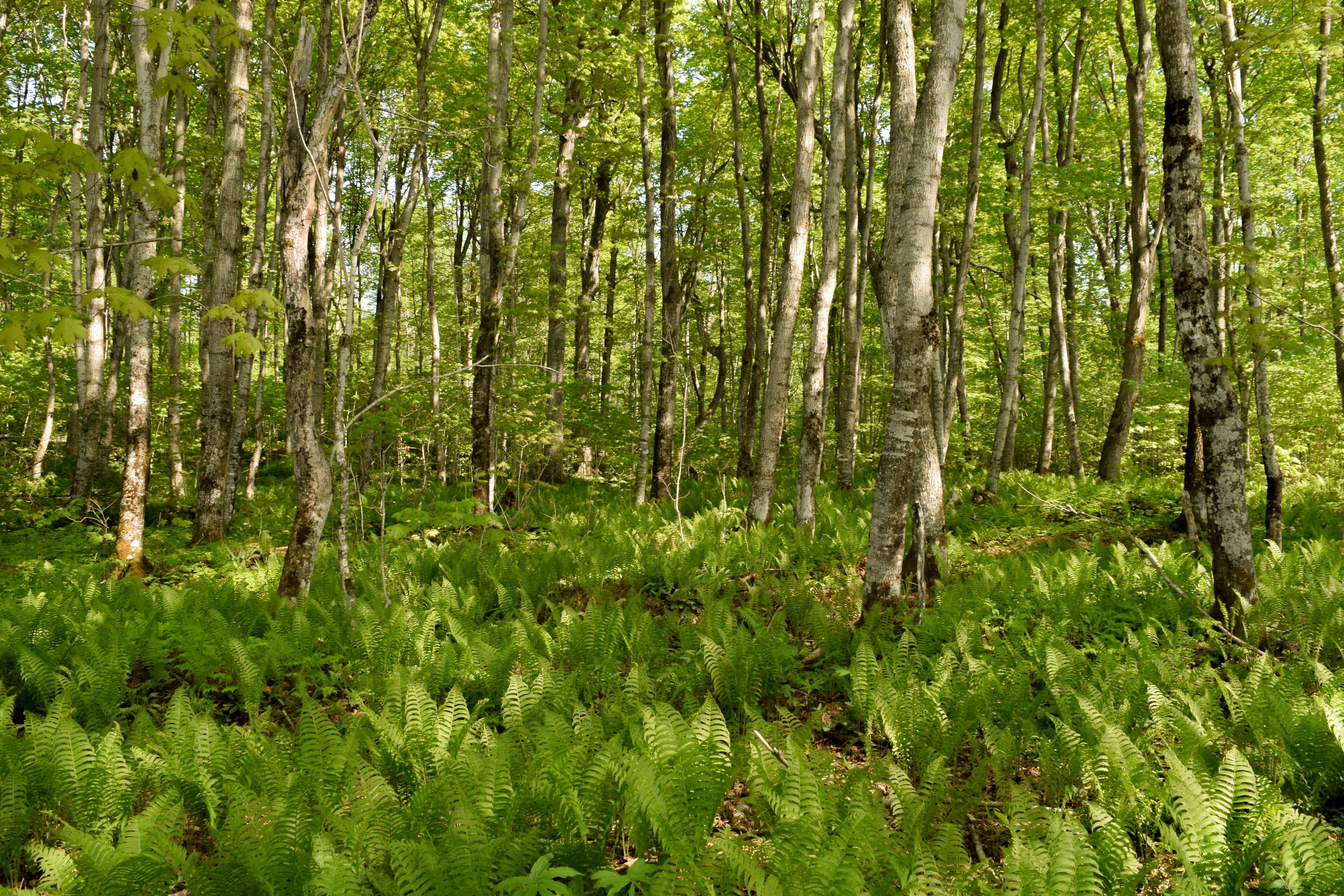 桦树林中有蕨类植物