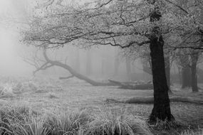 freezing fog landscape in a forest with bare trees covered in ice“width=