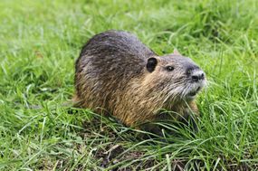 Nutria Myocastor Coypus“width=