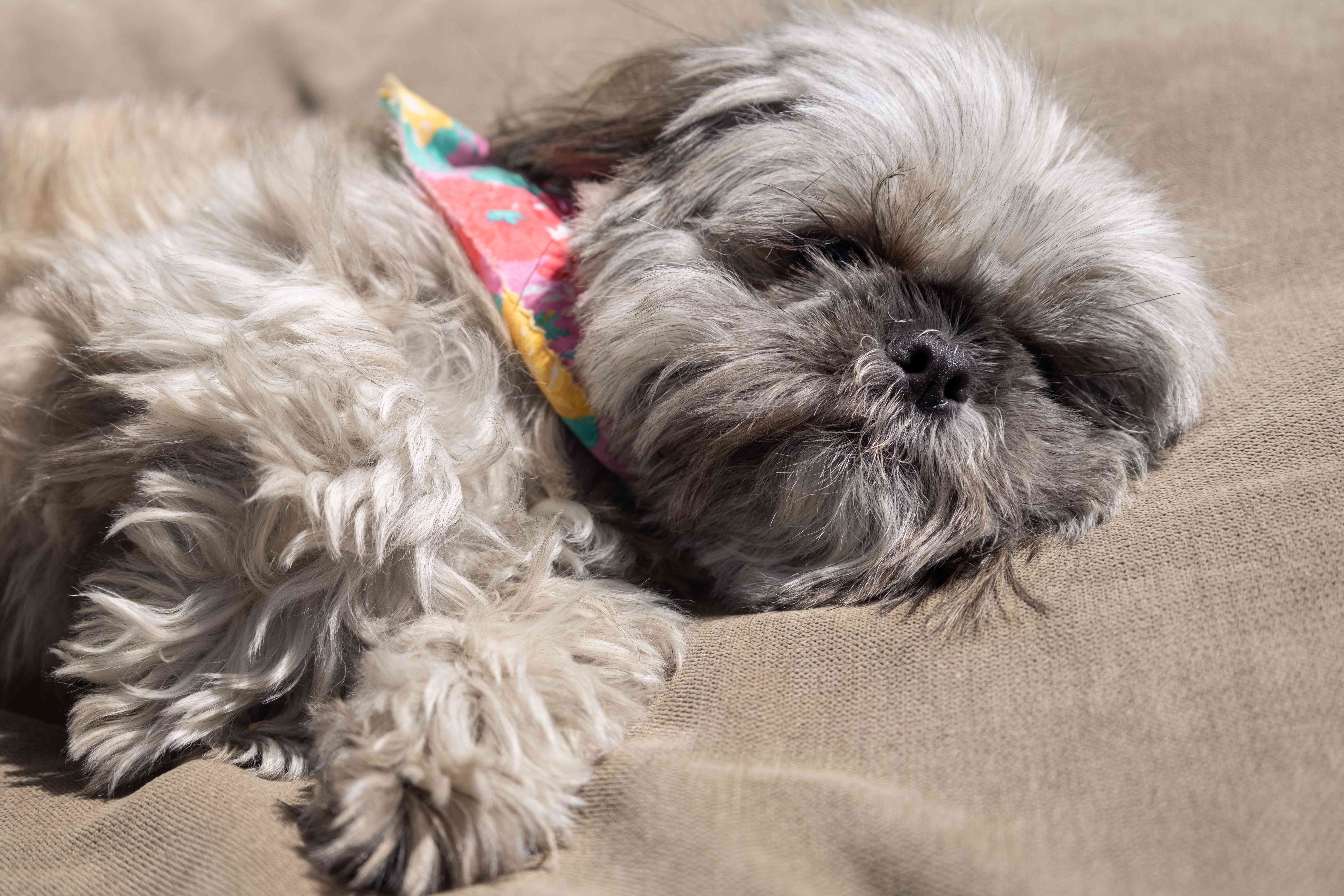 小型蓬松的灰狗和头巾在棕褐色的狗床上快速睡着了