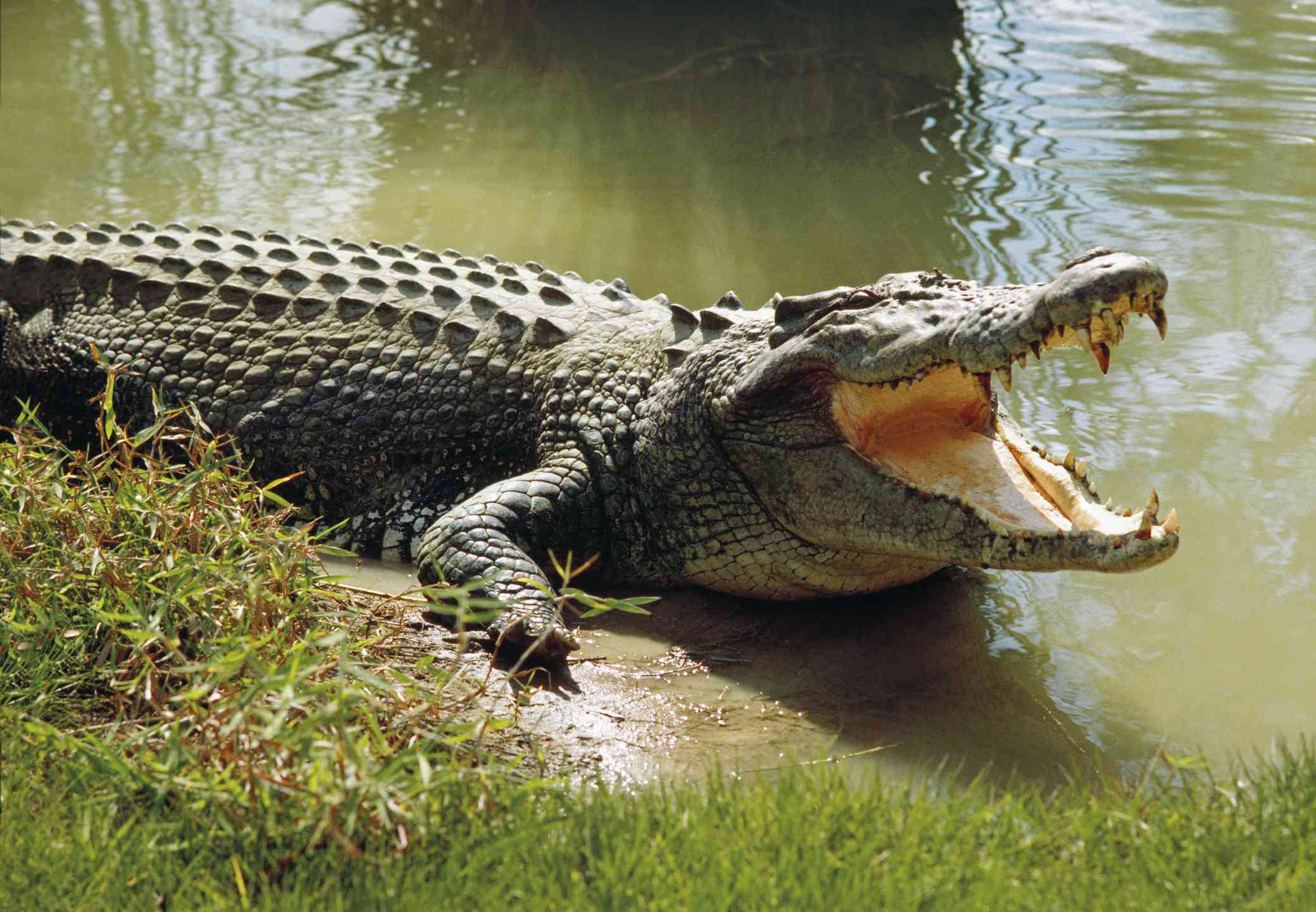 一只咸水鳄鱼张着嘴躺在草地上