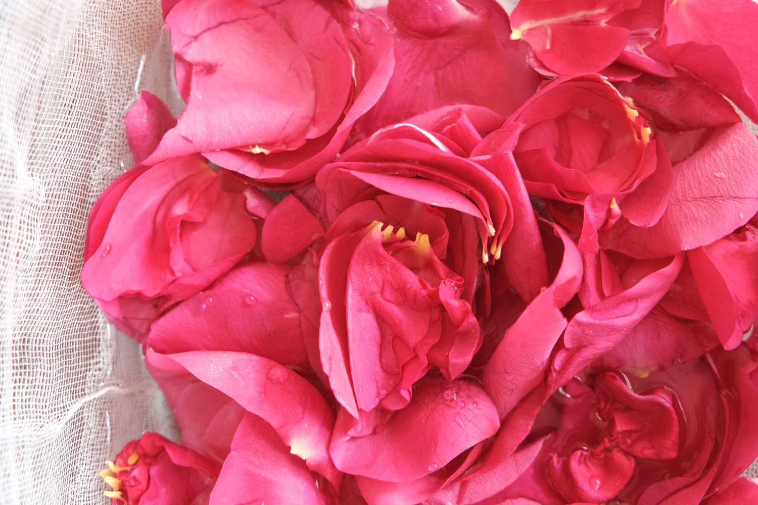 近的观点，新鲜冲洗亮粉色玫瑰花瓣在粗棉布与水滴