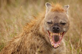 肯尼亚，一只雄性鬣狗在外面闲逛时露出锋利的牙齿，笑着