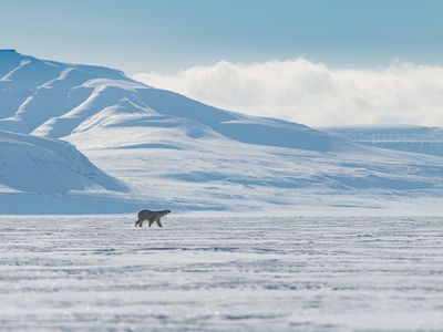 一只北极熊走在被海冰覆盖的平坦地面上，背景是白雪覆盖的山，上面是蓝天和低低的白云