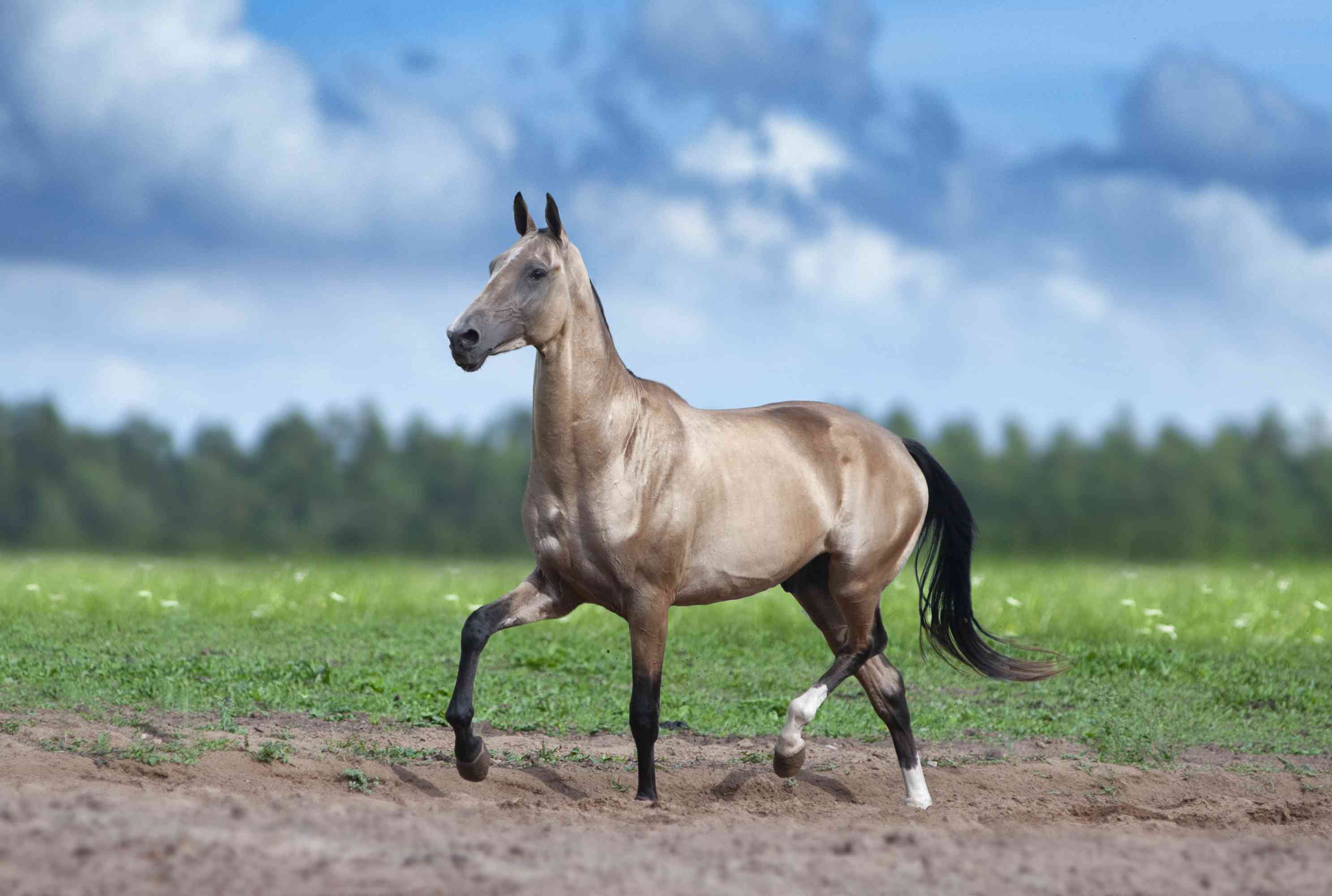 阿卡尔 - 泰克（Akhal-Teke）马上的马小跑“width=