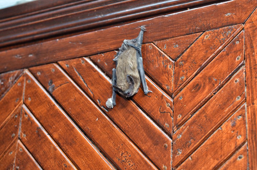 一只棕色的蝙蝠颠倒在镶板的木门上