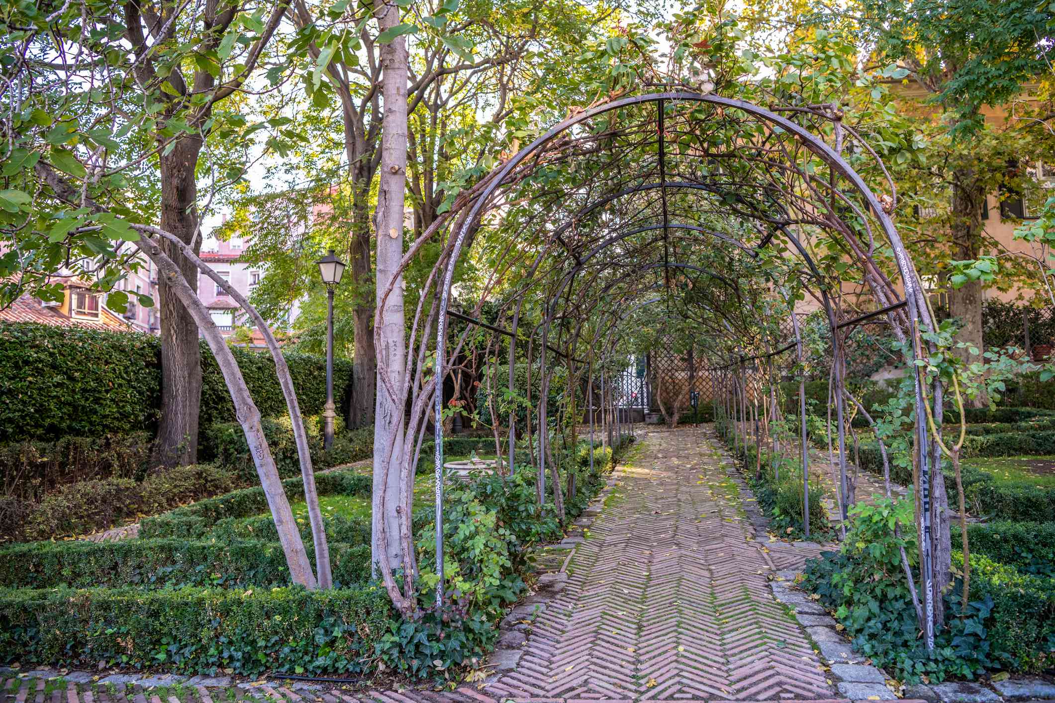 在安哥拉王子花园中，一条砖砌小路上的天然拱门被高大的树木和低矮的绿色树篱环绕