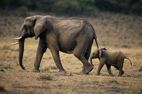 非洲象(学名Loxodonta africana)和小腿走路,马赛马拉N。R,肯尼亚”width=