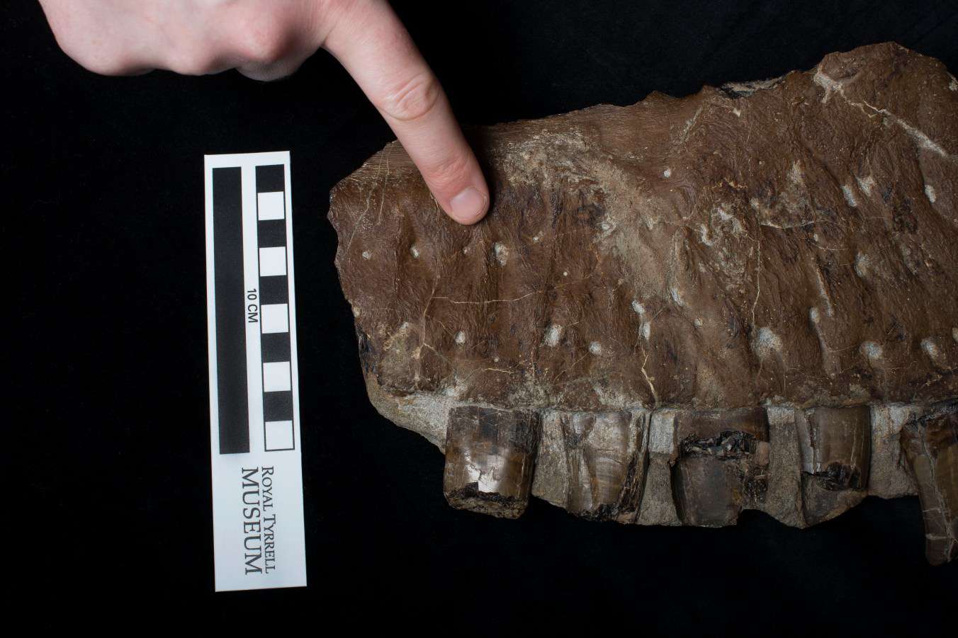 迄今为止发现的最古老的暴龙物种在加拿大。