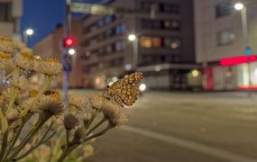 城市地区的格子石楠蛾