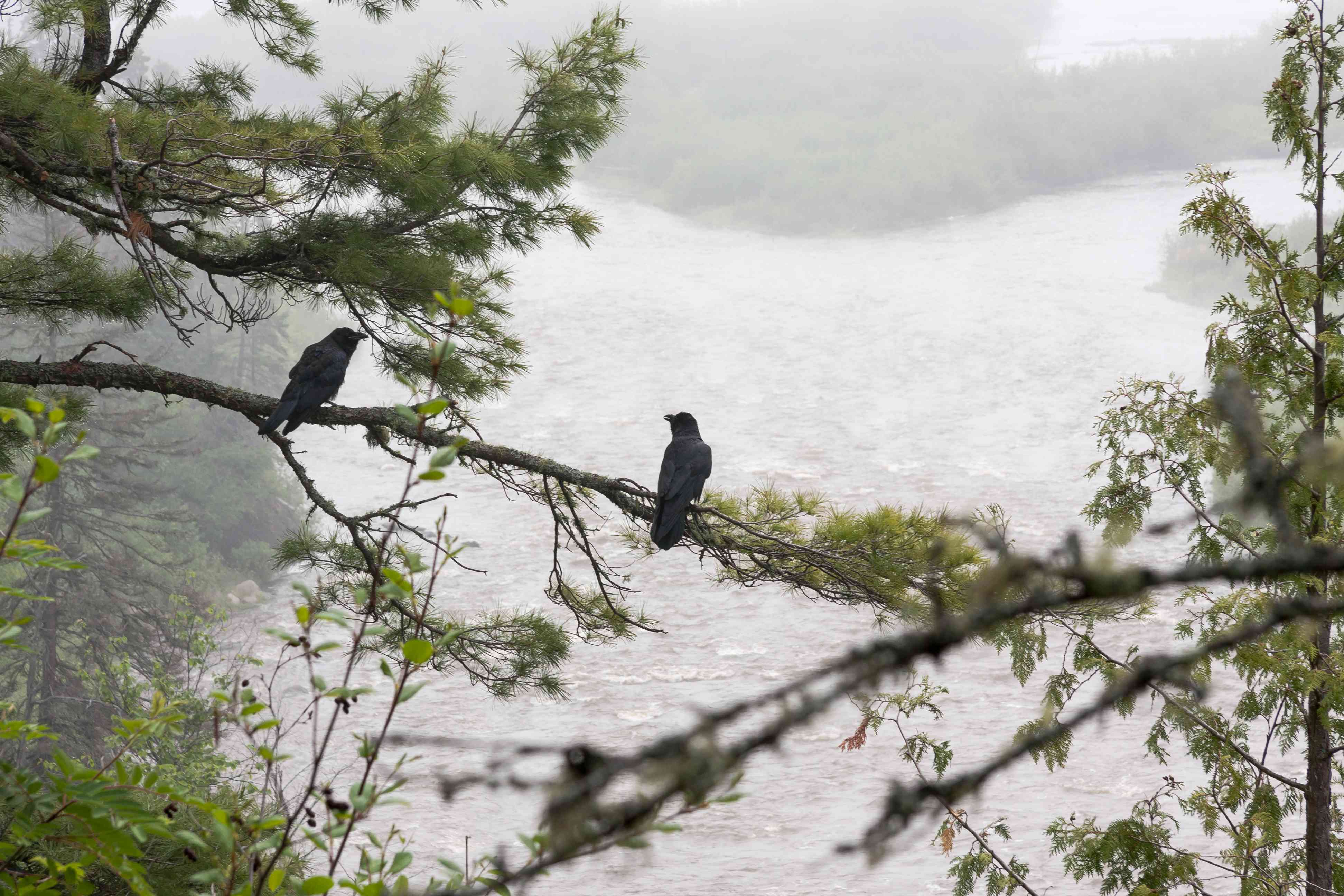 两只乌鸦栖息在俯瞰河流的树上＂width=