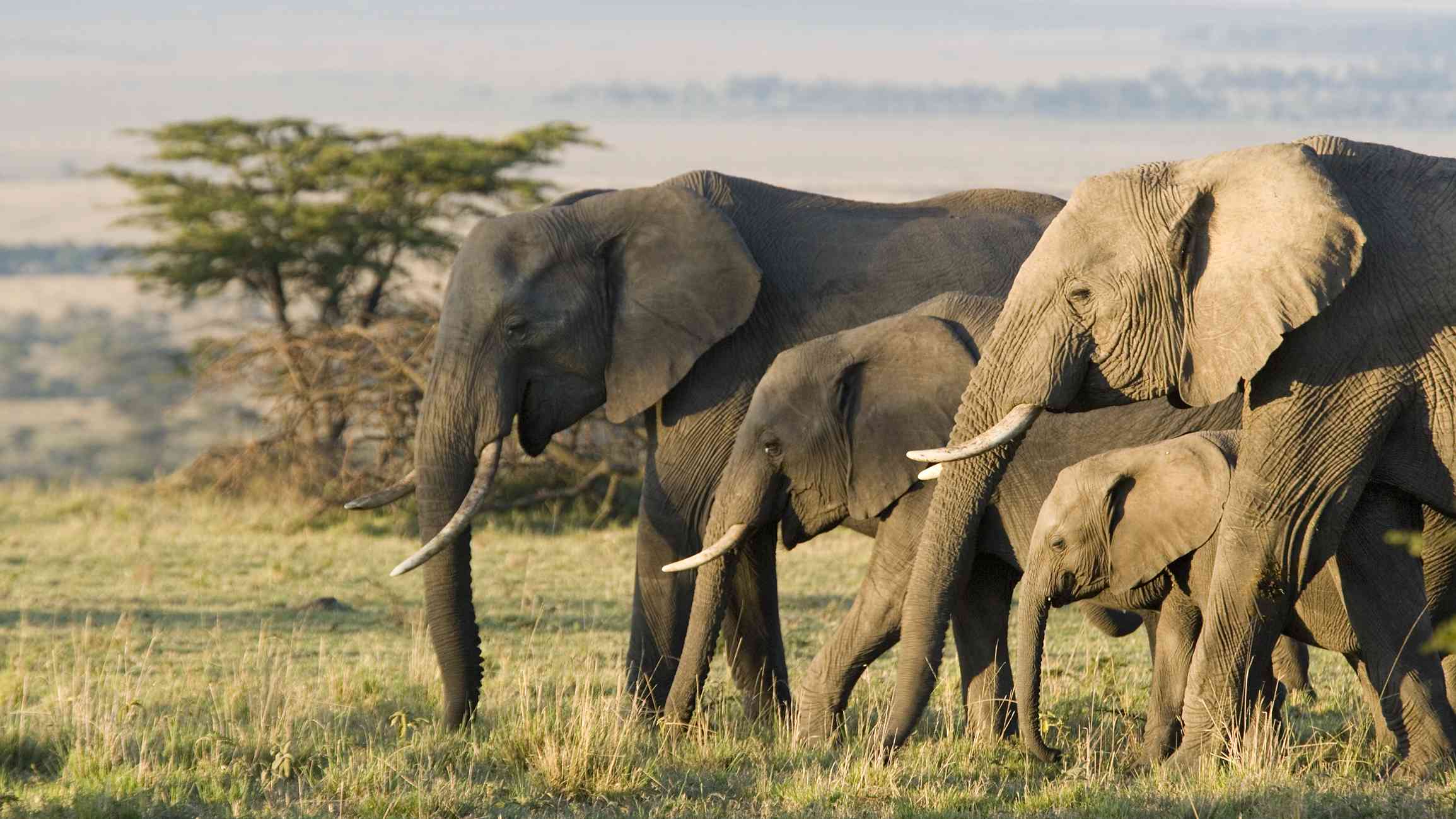 一群非洲象在行走