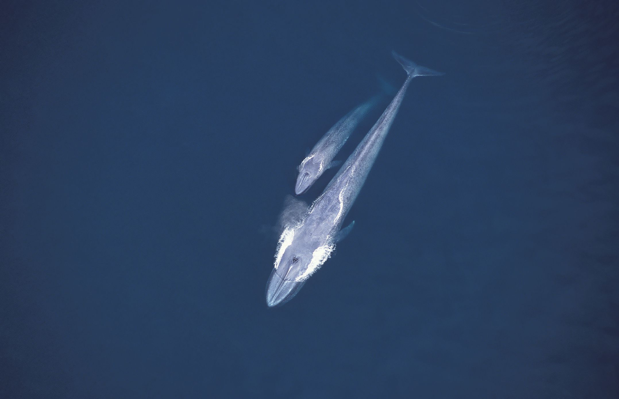 蓝鲸和幼崽一起游泳