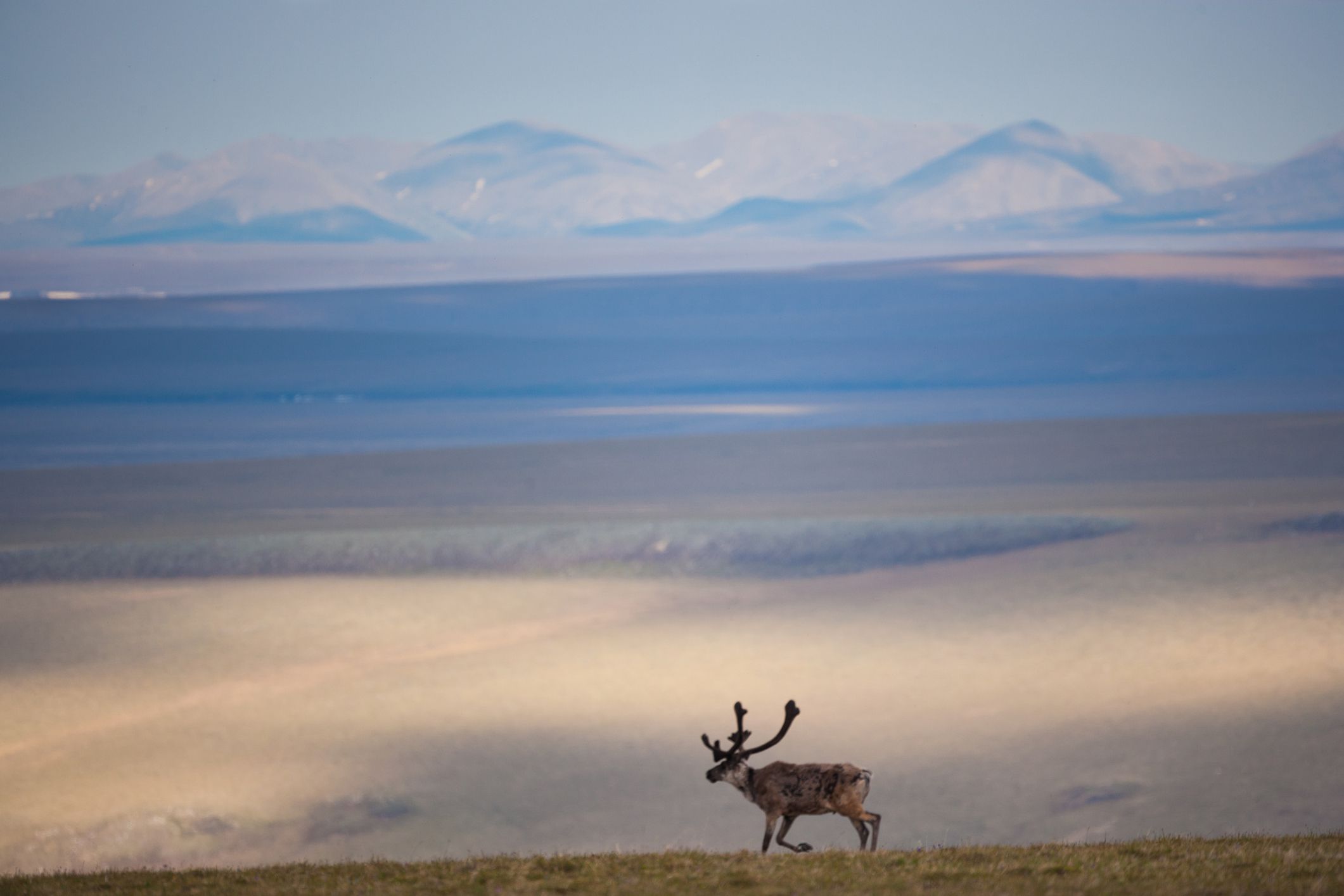 一只驯鹿走在北极国家野生动物保护区的苔原上，背景是山脉。＂width=
