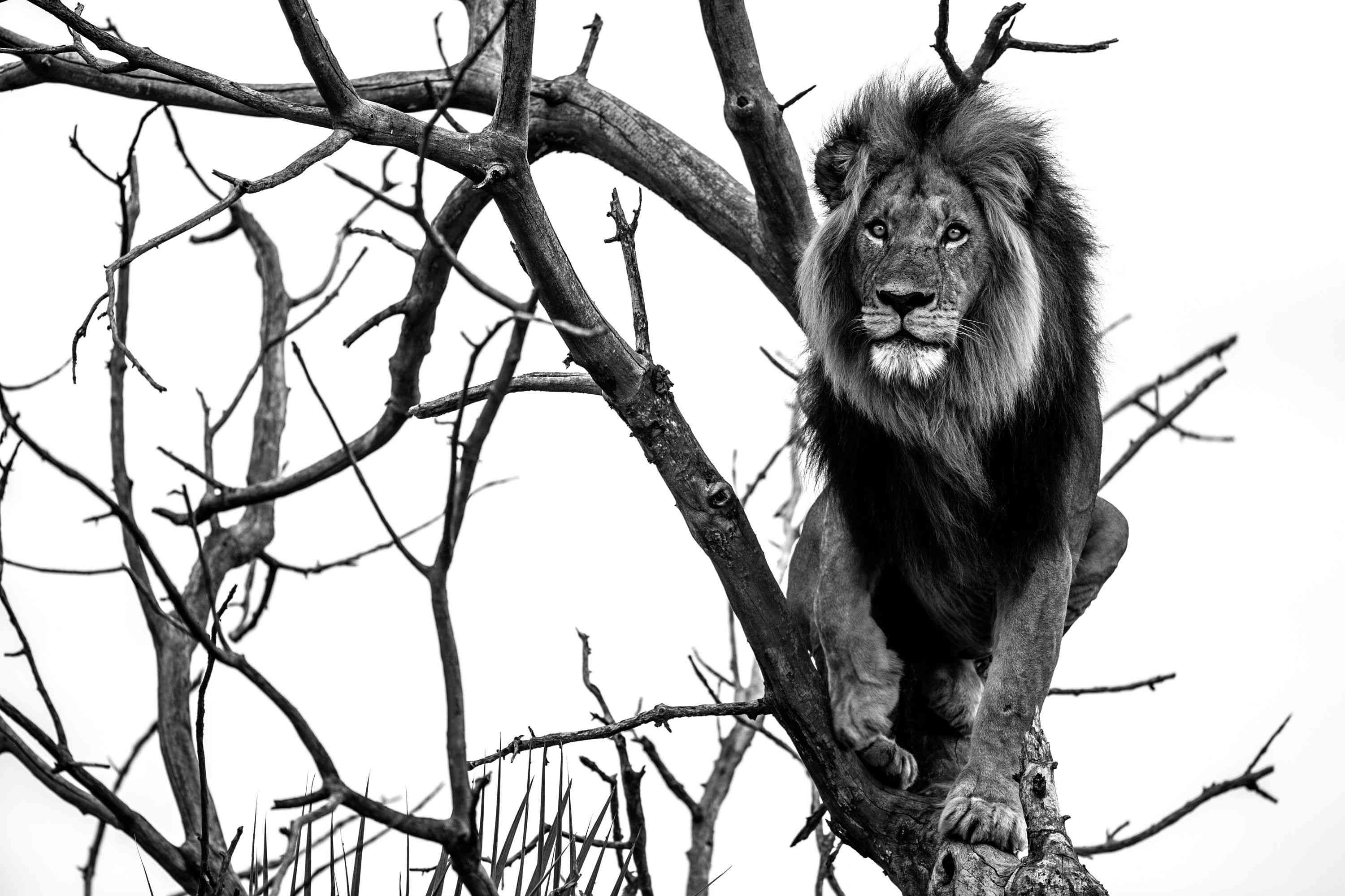 狮子在树