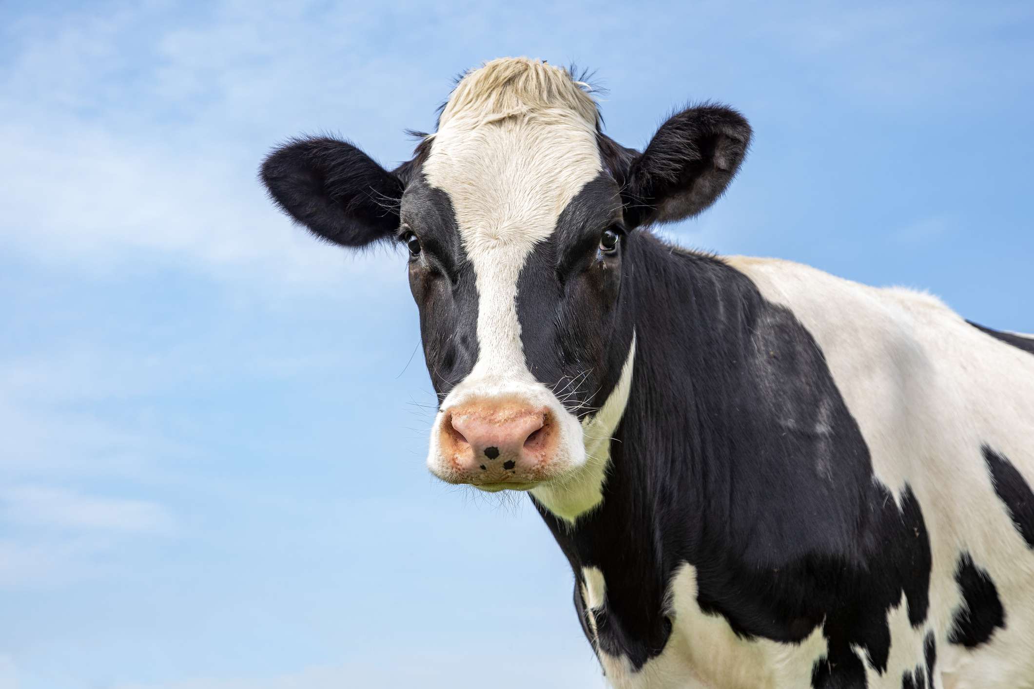 一头黑白相间的奶牛凝视着镜头。＂width=