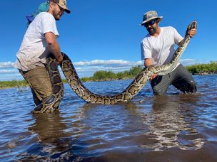 生物学家伊恩·伊斯特林（Ian Easterling）（左）和伊恩·巴托塞克（Ian Bartoszek）（右），在佛罗里达州西南部捕获了14英尺高的缅甸蟒蛇