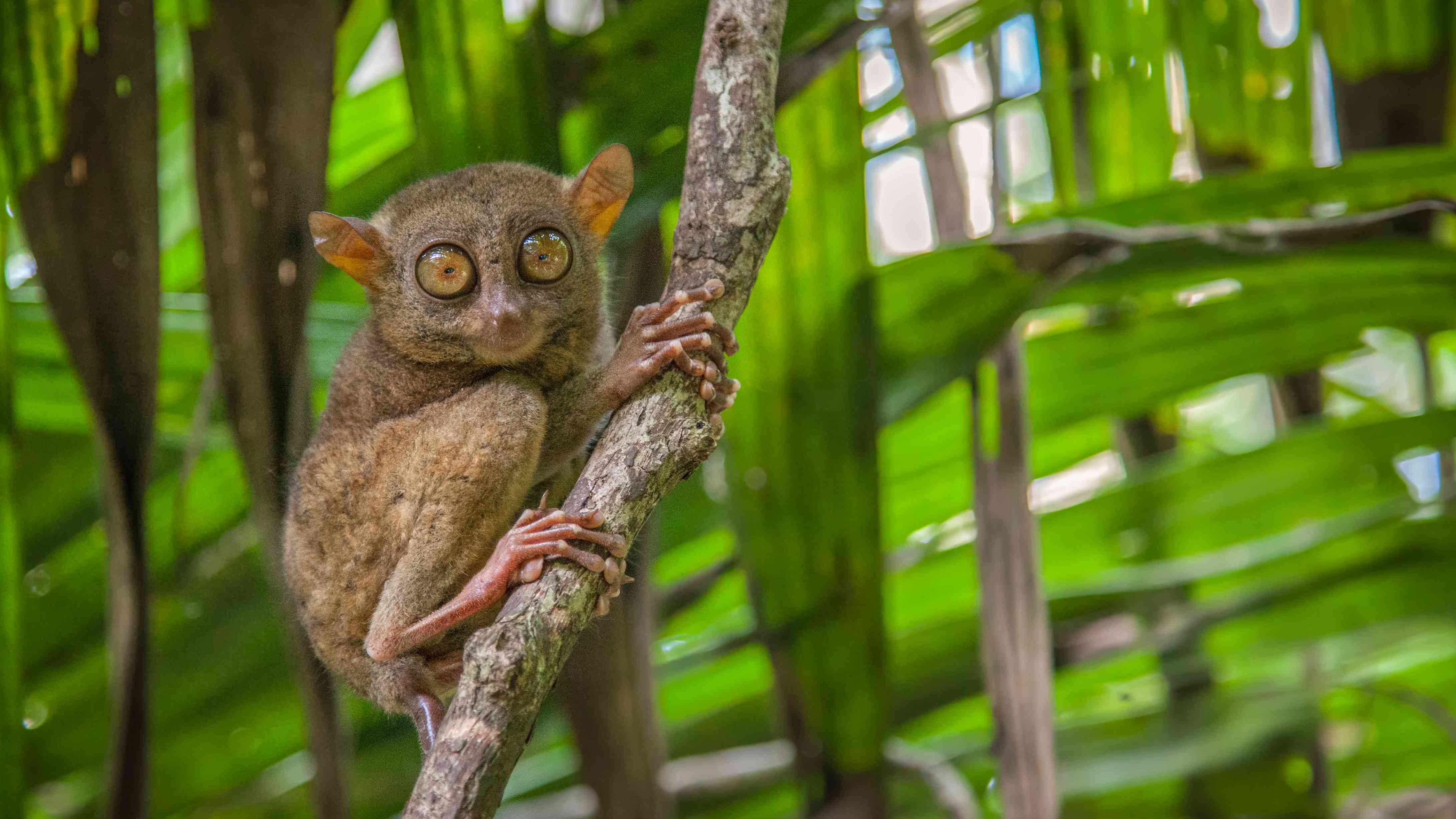 菲律宾在狭窄的树枝上的菲律宾塔西尔（Tarsier“width=