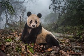 雾中的熊猫＂width=