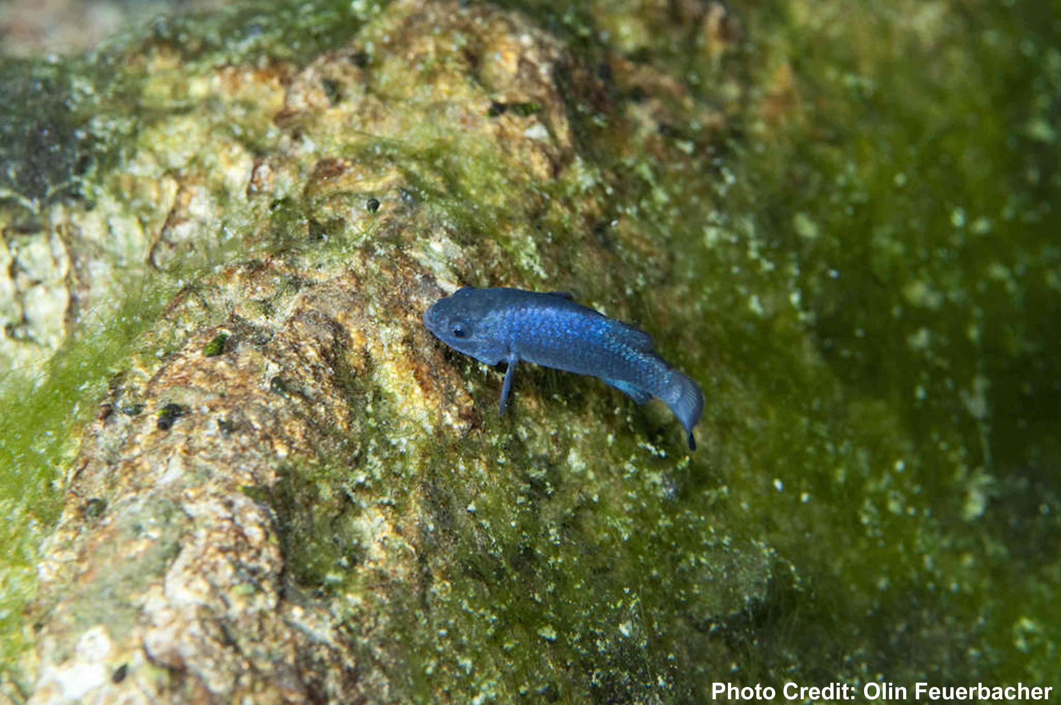 鬼洞pupfish