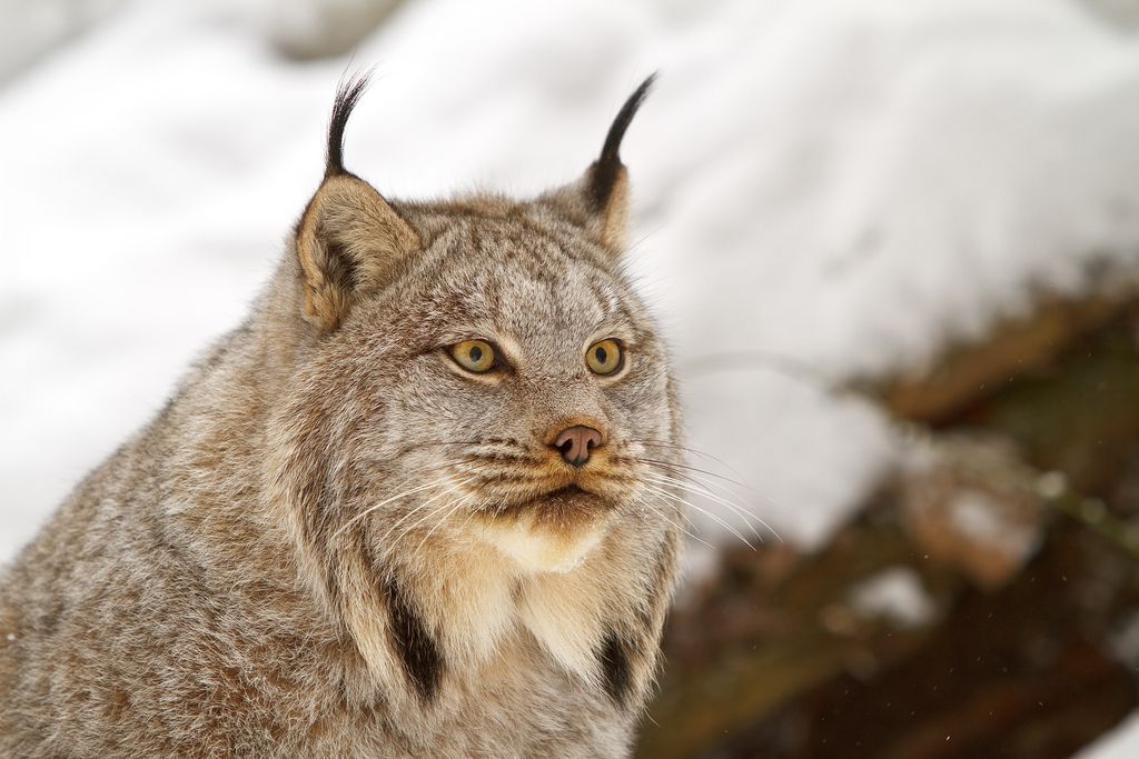 加拿大山猫